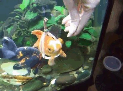 為金魚定制的助游“輪椅”