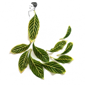 樹(shù)葉美裝